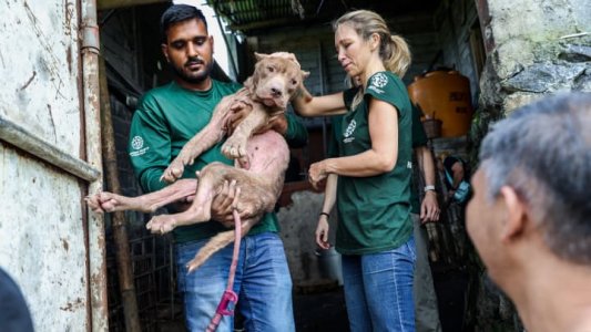 Indonesia dog market: A ban ends dog and cat meat trade in Sulawesi