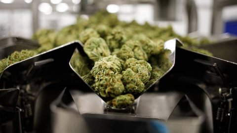 <b>Tilray cannabis buys brands from Molson Coors, Anheuser-Busch</b>