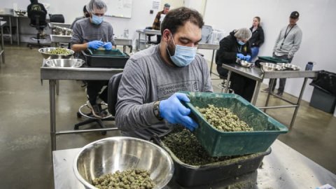 <b>HHS calls for easing marijuana restrictions</b>