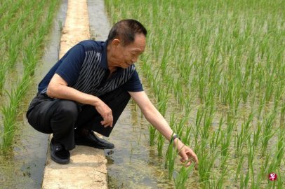 <b>Yuan Longping, the father of the major ＂hybrid rice＂, died</b>