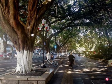 <b>Destruction of natural ecology cut thousands of old banyan trees Guangzhou 10 official</b>