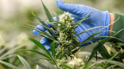 Cannabis ETFs rise after HHS recommendation on marijuana 