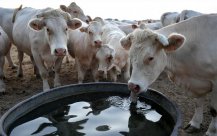 Australian imported food discovery found foot virus