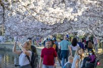 Cherry blossom viewing of the people of Washington Special Administrative Region