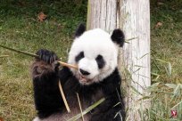 Big panda ＂Lele＂ in the United States, the death of 25 years old