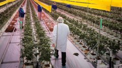 Tilray Brands' revenue jumps, losses narrow