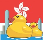 <b>News world: ＂Yellow Duck＂ is coming, and then bring happiness to Hong Kong people?</b>