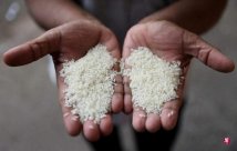 Why did international rice prices rise?