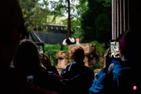 Washington Zoo holds a farewell activity for the giant panda in the United States