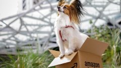 <b>Amazon considers offering veterinary telehealth in Walmart competition</b>