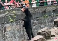 The popular Malay bear drove Hangzhou Zoo's passenger flow to an increase of 30 %