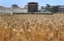 China has revoked the new signs of the Australian barley tariffs between the two count