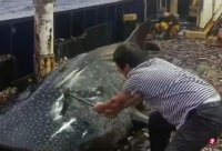 Crew hammer hammer to abuse the whale shark Zhejiang Sea Police: Controlled persons in