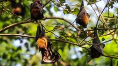 Nipah virus outbreak: What you need to know as India issues an alert