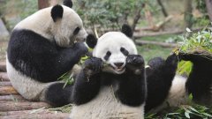 Panda diplomacy: China sends giant pandas to U.S. for 1st time in 20 years